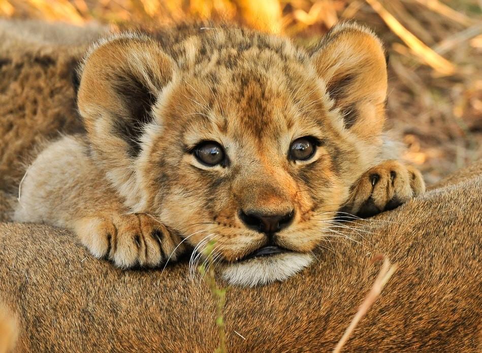 Afrikanskt lejon - savannens härskare | Panda Planet